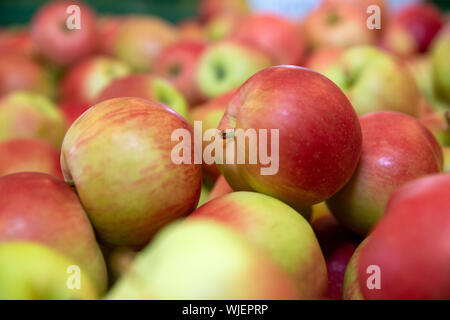 Stolpen, Deutschland. 23 Aug, 2019. Hunderte von Sunrise Äpfel liegen in einer großen Box im Shop der Menzel Obst wachsendes Unternehmen. Credit: Daniel Schäfer/dpa-Zentralbild/ZB/dpa/Alamy leben Nachrichten Stockfoto