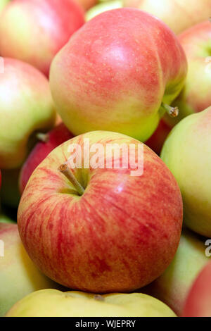 Stolpen, Deutschland. 23 Aug, 2019. Hunderte von Sunrise Äpfel liegen in einer großen Box im Shop der Menzel Obst wachsendes Unternehmen. Credit: Daniel Schäfer/dpa-Zentralbild/ZB/dpa/Alamy leben Nachrichten Stockfoto