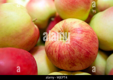 Stolpen, Deutschland. 23 Aug, 2019. Hunderte von Sunrise Äpfel liegen in einer großen Box im Shop der Menzel Obst wachsendes Unternehmen. Credit: Daniel Schäfer/dpa-Zentralbild/ZB/dpa/Alamy leben Nachrichten Stockfoto