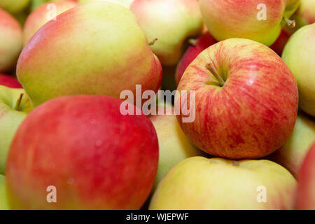 Stolpen, Deutschland. 23 Aug, 2019. Hunderte von Sunrise Äpfel liegen in einer großen Box im Shop der Menzel Obst wachsendes Unternehmen. Credit: Daniel Schäfer/dpa-Zentralbild/ZB/dpa/Alamy leben Nachrichten Stockfoto
