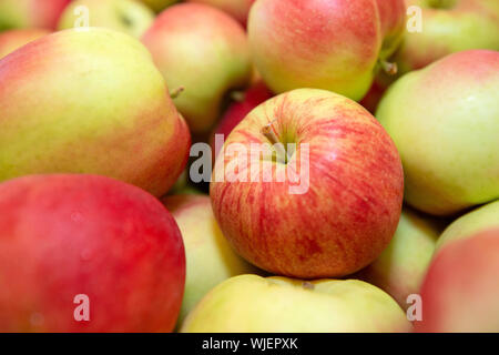 Stolpen, Deutschland. 23 Aug, 2019. Hunderte von Sunrise Äpfel liegen in einer großen Box im Shop der Menzel Obst wachsendes Unternehmen. Credit: Daniel Schäfer/dpa-Zentralbild/ZB/dpa/Alamy leben Nachrichten Stockfoto