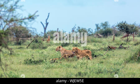 Afrikanischer Löwe im Krüger Nationalpark, Südafrika; Specie Panthera leo Familie der Felidae Stockfoto