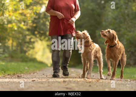 Hundebesitzer geht für einen Spaziergang mit zwei Hunden Stockfoto