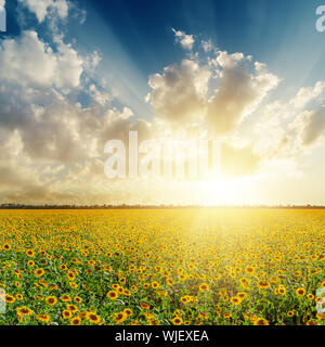 bewölkten Sonnenuntergang über Feld mit Sonnenblumen Stockfoto