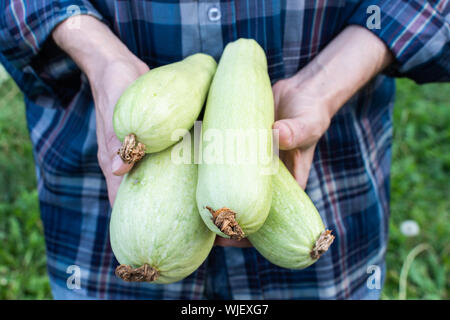 Bauer hält ein frisches Erntegut von Zucchini in seinen Händen, organisches Gemüse aus dem Garten Stockfoto