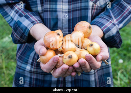 Bauer hält ein frisches Erntegut Zwiebeln in seinen Händen, organisches Gemüse aus dem Garten Stockfoto