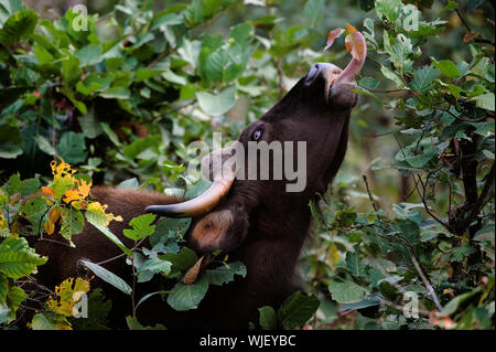 Großen wilden Stier Gaur eine lange Zunge bricht Blätter von Sträuchern und Bäumen. Stockfoto