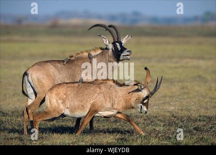 Ehe Spiele von Antilopen Roan. Birdies teilnehmen. Die Pferdeantilope. Stockfoto