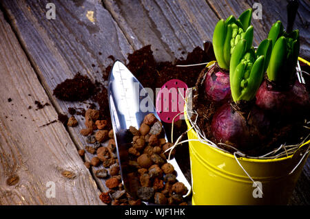 Bepflanzung Hyazinthen Blumenzwiebeln und Gartengeräte closeup auf rustikalen Holzmöbeln Hintergrund Stockfoto