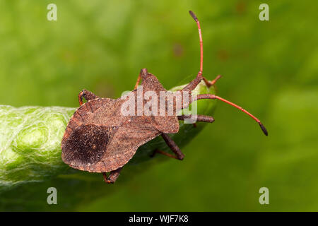 Dock Bug (Coreus Marginatus) an der Spitze des Dock Anlage thront. Tipperary, Irland Stockfoto