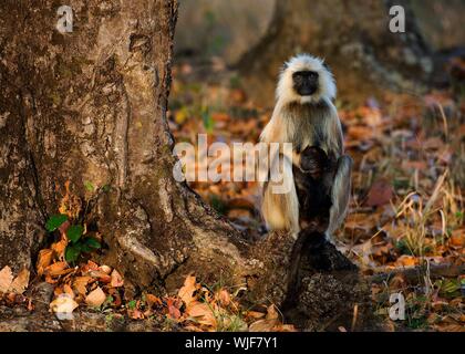 Langur mit einem Cub sitzt auf einem Baum im Abendlicht. Stockfoto