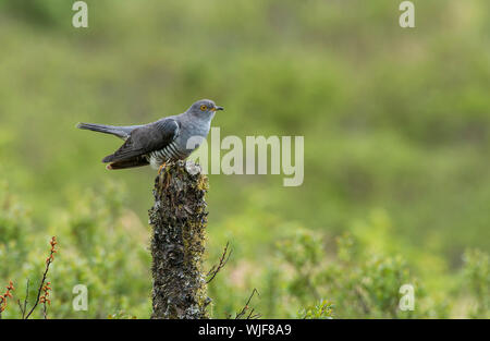 Männliche Cuckoo-Cuculus canorus Stockfoto