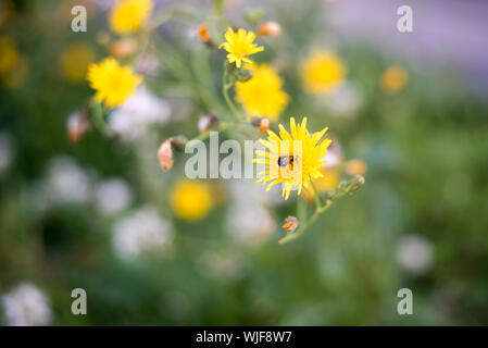 Bumblebee pollinates Eine gelbe kleine Blume. Eine Hummel sitzt auf einer Blume in das grüne Gras. Stockfoto