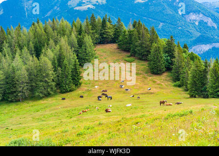 Pferde und Kühe auf einer Wiese auf Zwolferhorn Berg in der Nähe von St. Gilgen am Wolfgangsee im Salzkammergut, Österreich Stockfoto