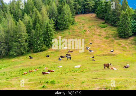 Pferde und Kühe auf einer Wiese auf Zwolferhorn Berg in der Nähe von St. Gilgen am Wolfgangsee im Salzkammergut, Österreich Stockfoto