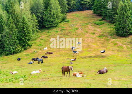 Pferde und Kühe auf einer Wiese auf Zwolferhorn Berg in der Nähe von St. Gilgen am Wolfgangsee im Salzkammergut, Österreich Stockfoto