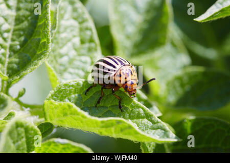 Der Colorado Bug ist auf kartoffelblätter fotografiert. Stockfoto