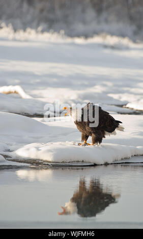 Schreien Weißkopfseeadler (Haliaeetus leucocephalus) mit Reflexion auf dem Wasser. Stockfoto