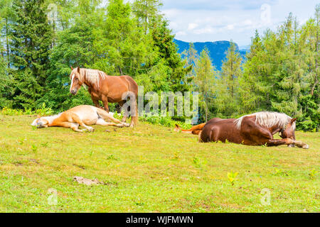 Pferde auf einer Wiese am Zwolferhorn Berg in der Nähe von St. Gilgen am Wolfgangsee im Salzkammergut, Österreich Stockfoto