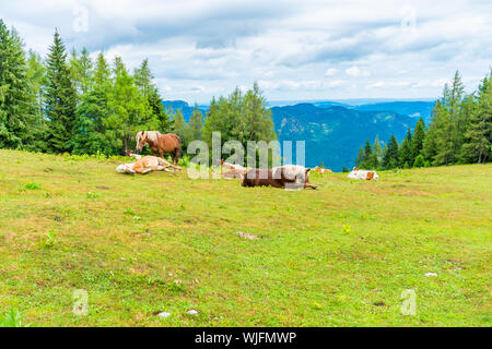 Pferde und Kühe auf einer Wiese auf Zwolferhorn Berg in der Nähe von St. Gilgen am Wolfgangsee im Salzkammergut, Österreich Stockfoto