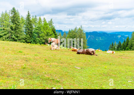 Pferde und Kühe auf einer Wiese auf Zwolferhorn Berg in der Nähe von St. Gilgen am Wolfgangsee im Salzkammergut, Österreich Stockfoto