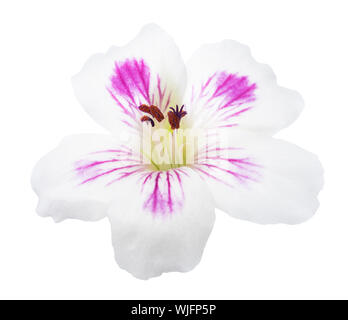 Pelargonium Flower auf weißem Hintergrund Stockfoto