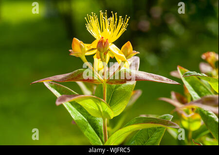 St. John's Johanniskraut (Hypericum) Blumen und Blüten sowie deren Knospen, Stockfoto