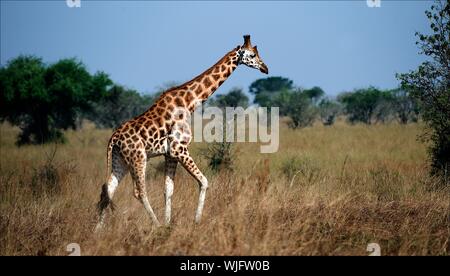 Giraffa Camelopardalis. 2./Uganda. Queen Elizabeth National Park. Die giraffe Spaziergänge auf Savanne. Stockfoto