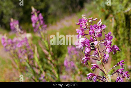 Bumblebee sammelt Nektar auf hellen Sommer blühenden Blumen (Sally) in den Tian Shan Gebirge Stockfoto