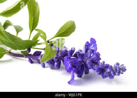 Salvia farinacea mit Blumen auf weißem Hintergrund Stockfoto