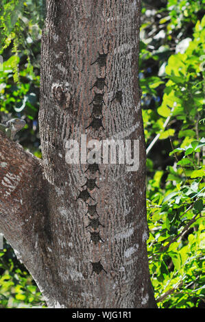 Rüssel Fledermäuse, Rhynconycteris Naso, in typische Schlafplatz Formation auf einem Baumstamm in Costa Rica Stockfoto
