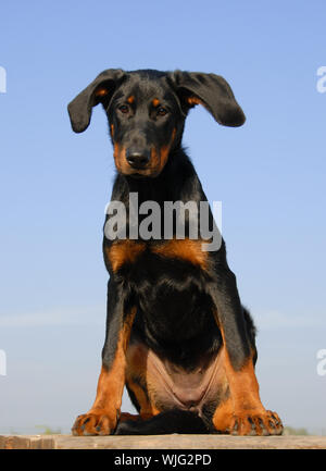 Porträt einer wunderschönen Welpen reinrassige französische Hirte Beauceron Stockfoto