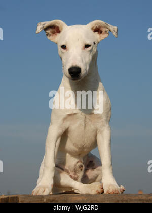 Pup Jack Russel Terrier Stockfoto