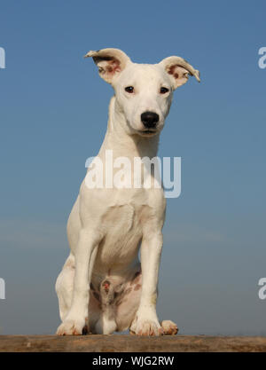 Welpe Jack Russel Terrier Stockfoto