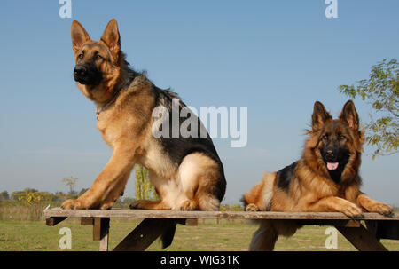 Zwei Deutsche Schäferhunde Stockfoto