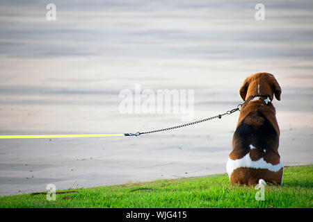 Süße angeleint Beagle für seinen Besitzer wartet. Beagle Hund auf Park Gras sitzt. Kopieren raum Porträt einer Beagle. Beagles Hunde als Haustiere. Spanien, 2019. Stockfoto