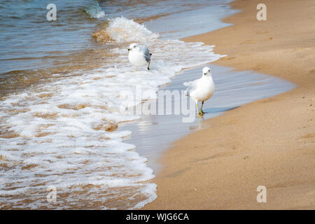 Ring-Billed Möwen, eine Art von Möwen, die auf ovalen Strand entlang des Lake Michigan Küste Stockfoto