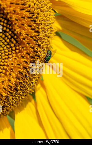 Grüne Flasche fliegen Schlemmen auf Pollen von einer Sonnenblume Stockfoto