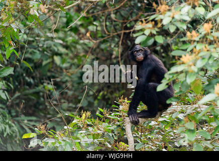 Bonobo auf einem Ast. Demokratische Republik Kongo. Afrika Stockfoto