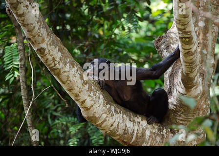 Bonobo auf einem Ast. Demokratische Republik Kongo. Afrika Stockfoto