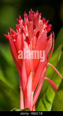 Planta Bromelien Roja Stockfoto