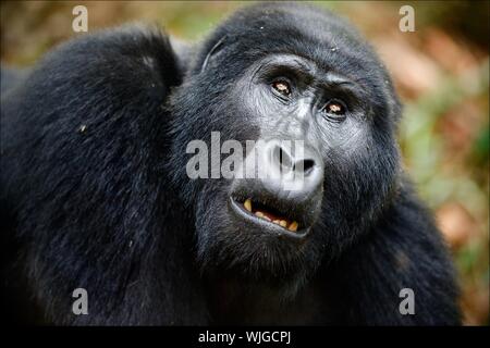 Porträt einer Mountain Gorilla in kurzer Entfernung. Ein Gorilla sehr nahe, aber etwas hat ihre Aufmerksamkeit abgelenkt auch Sie aufmerksam schaut nach oben Stockfoto