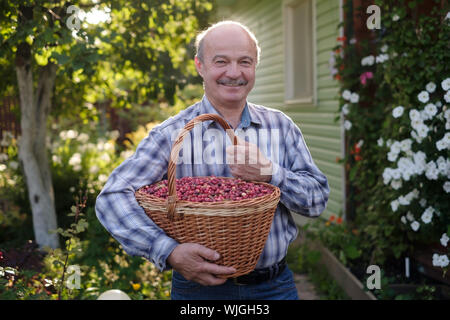 Reifen Hispanic Mann mit großen busket mit Preiselbeeren in seinem Sommergarten Stockfoto