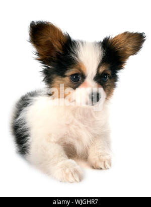 Papillon Welpen vor weißem Hintergrund Stockfoto