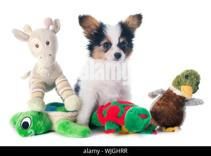 Papillon Welpen vor weißem Hintergrund Stockfoto