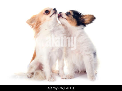 Papillon Welpen und Chihuahua vor weißem Hintergrund Stockfoto