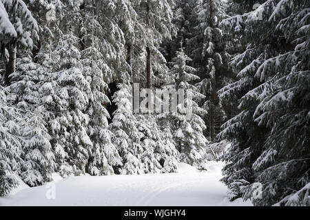 Wanderweg in einem Winter Forest. Nationalparks Harz, Deutschland Stockfoto