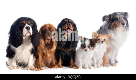 sechs Hunde vor weißem Hintergrund Stockfoto