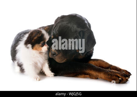 Papillon Welpen und Rottweiler vor weißem Hintergrund Stockfoto