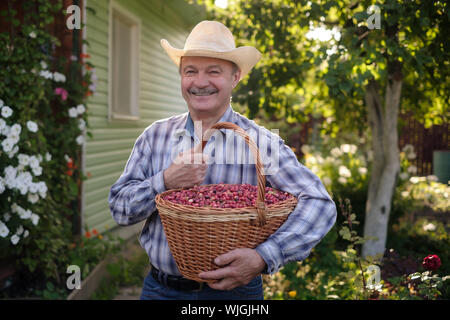 Reifen Hispanic Mann mit großen busket mit Preiselbeeren in seinem Sommergarten Stockfoto